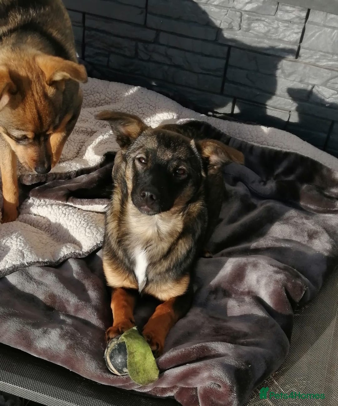 Mixed Breed dogs for adoption: ❤️NIKA & LIKA❤️ - 7 months wonderful small girls - Advert 8