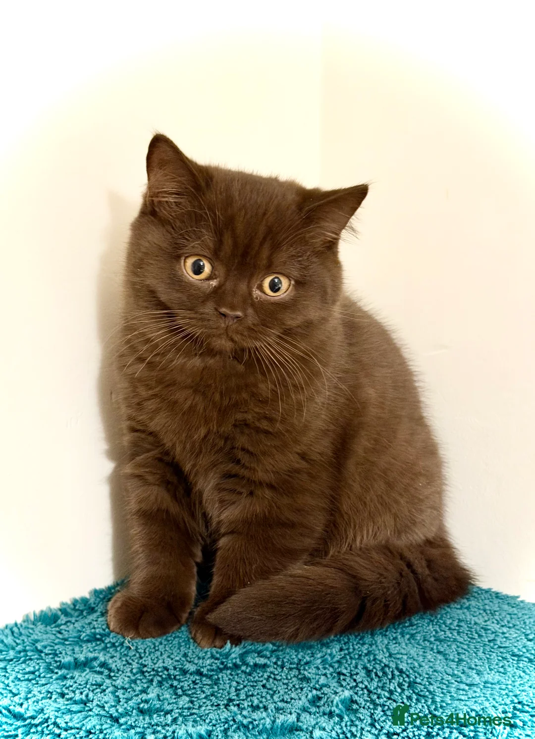British Shorthair cats for sale: BSH chocolate boys TICA registration  - Advert 3