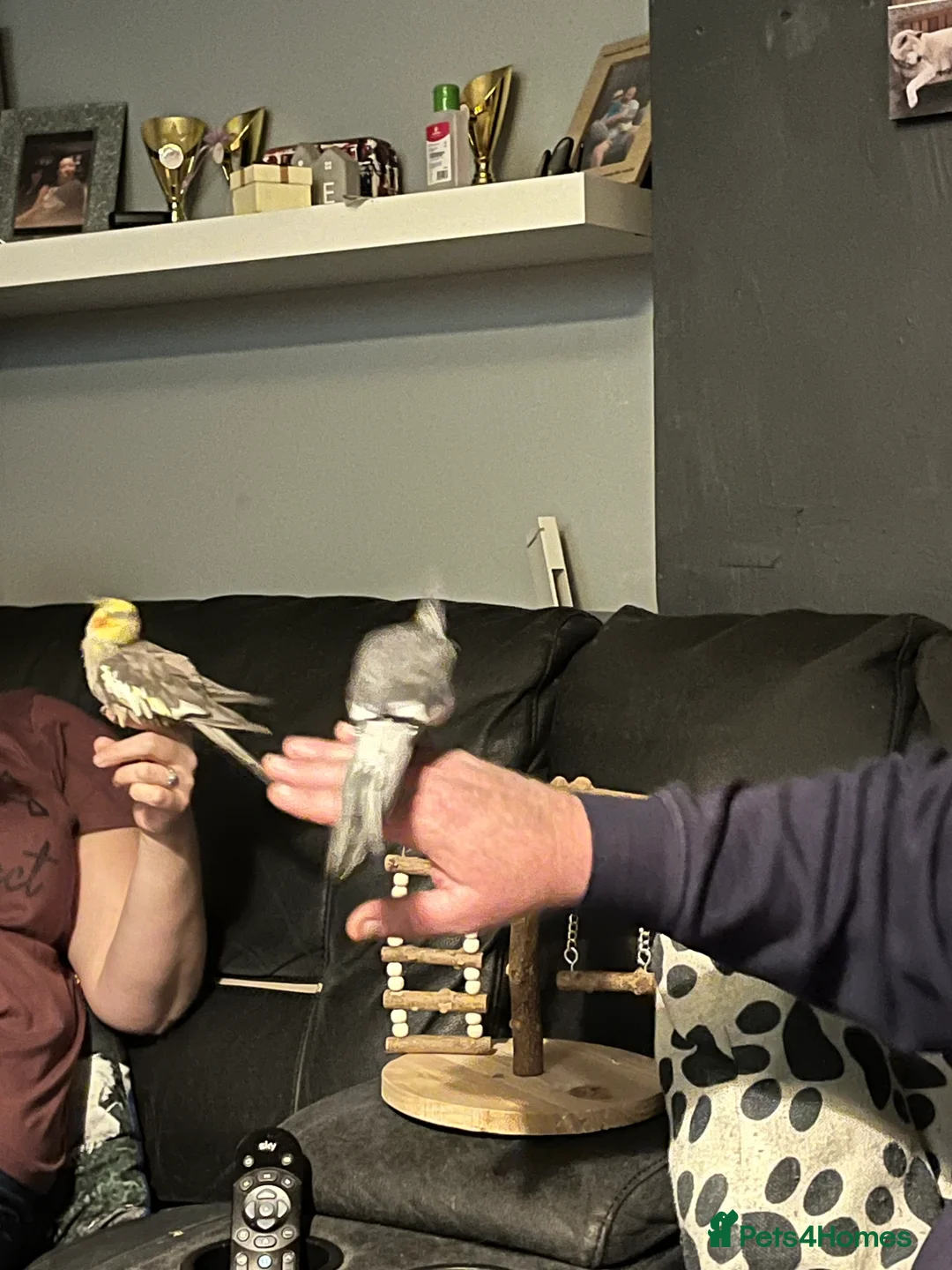 Cockatiels birds for sale: 2 beautiful cockatiels - Advert 9