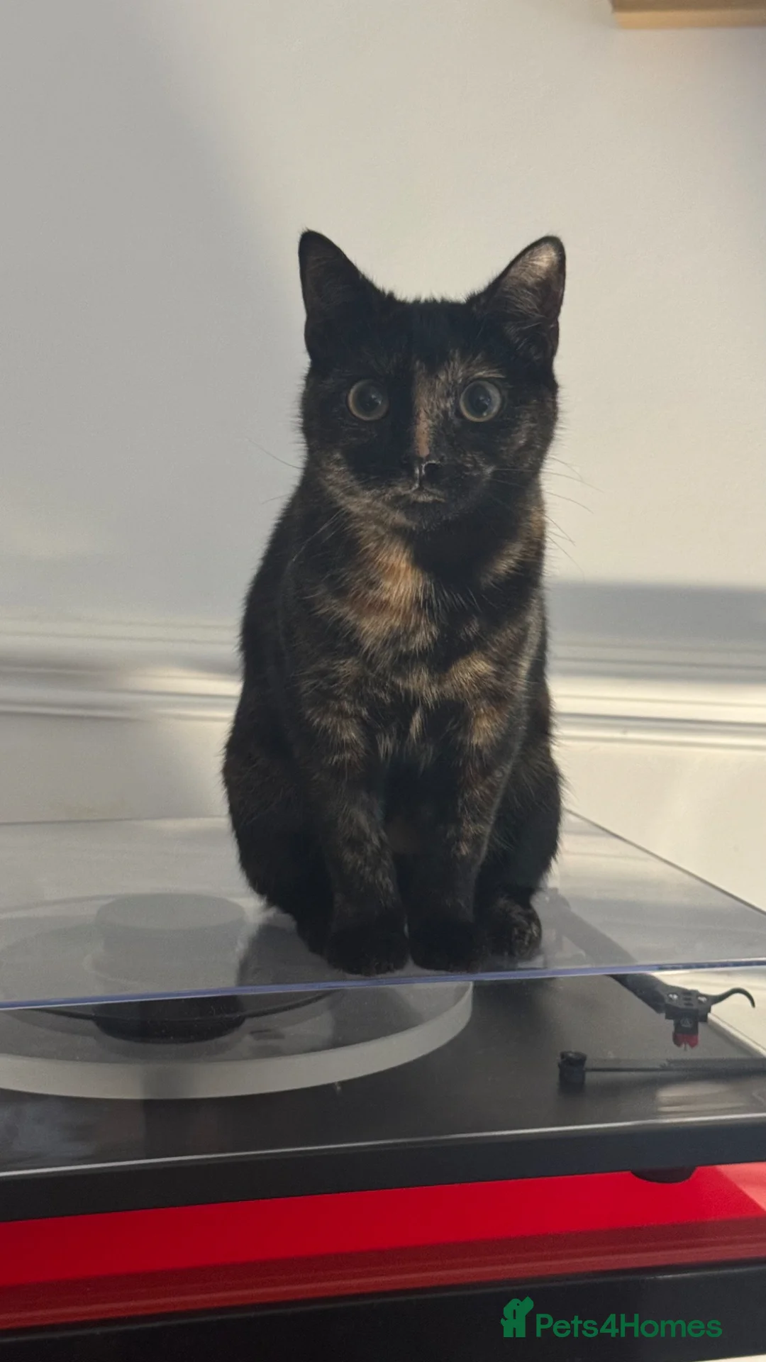 Mixed Breed cats for sale: Loving Home Needed for 2 Adorable Kittens in London - Advert 2