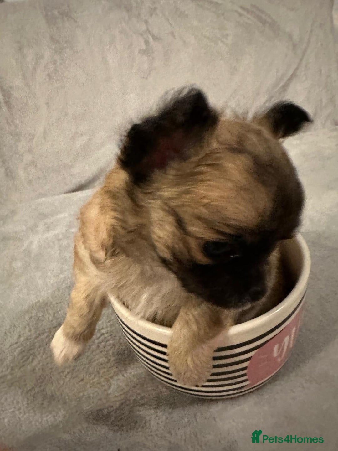 Chihuahua dogs for sale: 2 gorgeous girls for sale ❤️ - Advert 11