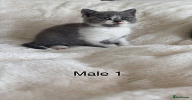 British Shorthair cats - Advert 5