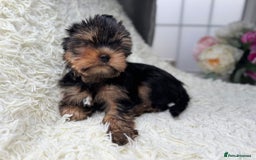 Yorkshire Terrier dogs for sale: Kennel, Yorkshire Terrier Puppies for Sale 🐾 - Image 1