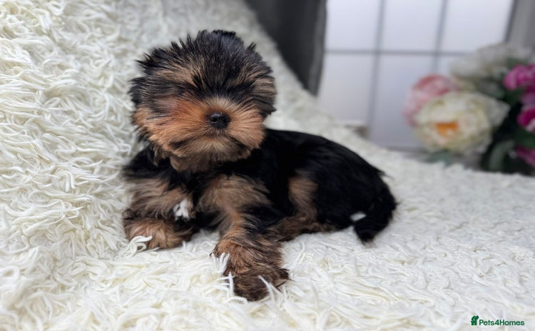 Yorkshire Terrier dogs - Advert 6
