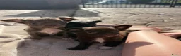 Chihuahua dogs for sale: 3 beautiful KC babies  - Advert 6