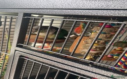 Conures birds for sale: 2 year old conure  - Image 1