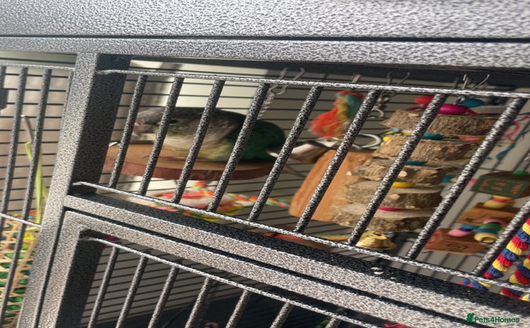 Conures birds - Advert 2