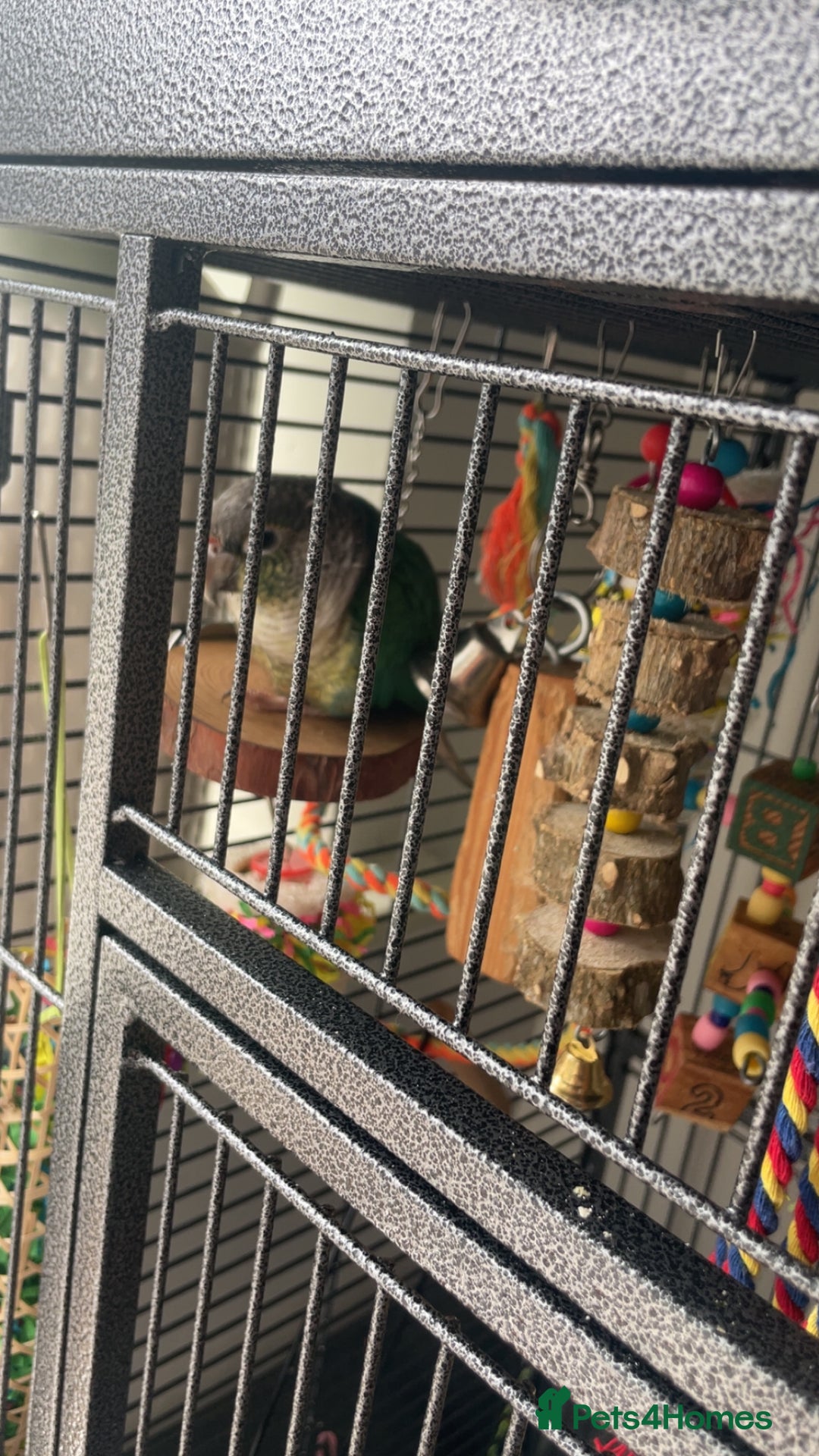 Conures birds for sale: 2 year old conure  - Image 1