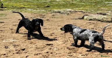 Cocker Spaniel dogs - Advert 8