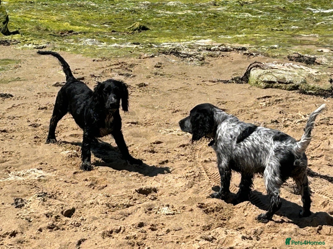 Cocker Spaniel dogs for sale: Stud Spaniel - Blue Roan for sale - Image 3
