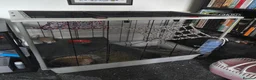 Rat rodents for sale: 2 Female rats  - Advert 3