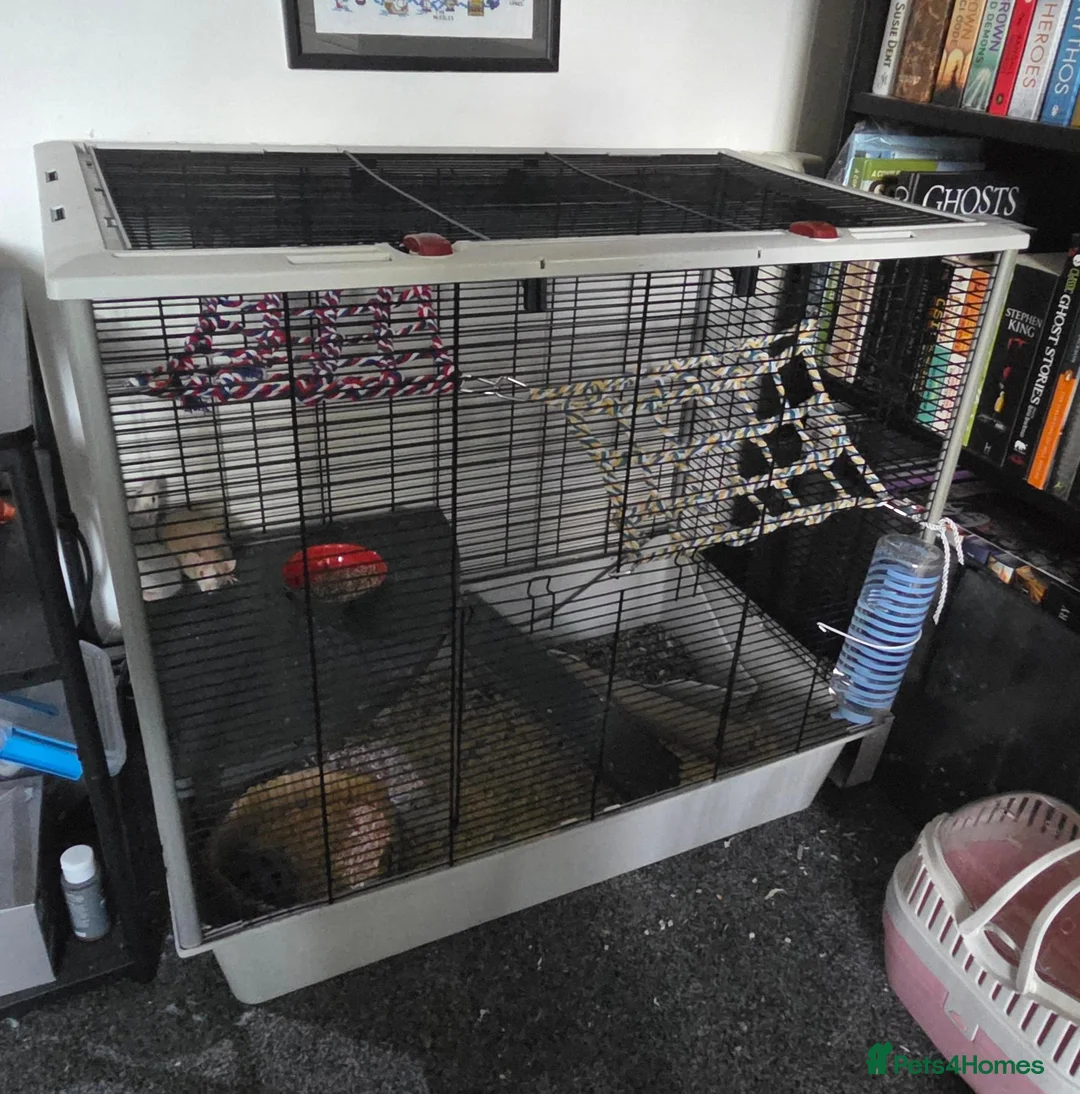 Rat rodents for sale: 2 Female rats  - Advert 3