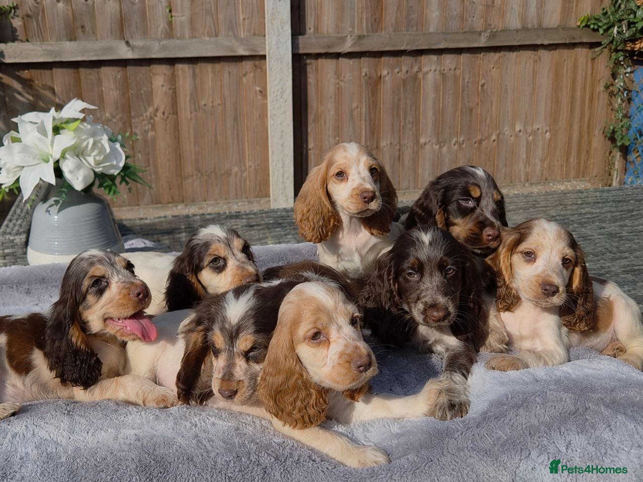 Cocker Spaniel dogs Exceptional True Show winning Champion Cockers. - Advert 1