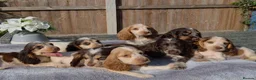 Cocker Spaniel dogs for sale: Exceptional True Show winning Champion Cockers. - Advert 1