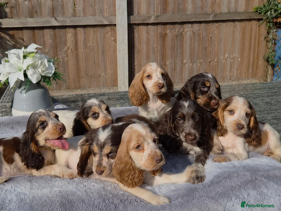 Cocker Spaniel dogs for sale: Exceptional True Show winning Champion Cockers. - Advert 1