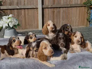 Cocker Spaniel dogs Exceptional True Show winning Champion Cockers. - Advert 14