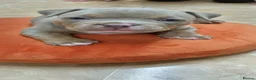 American Bully dogs for sale: American pocket bully  - Advert 9