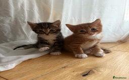 Bengal cats for sale: Adorable mixed breed kittens - Image 6