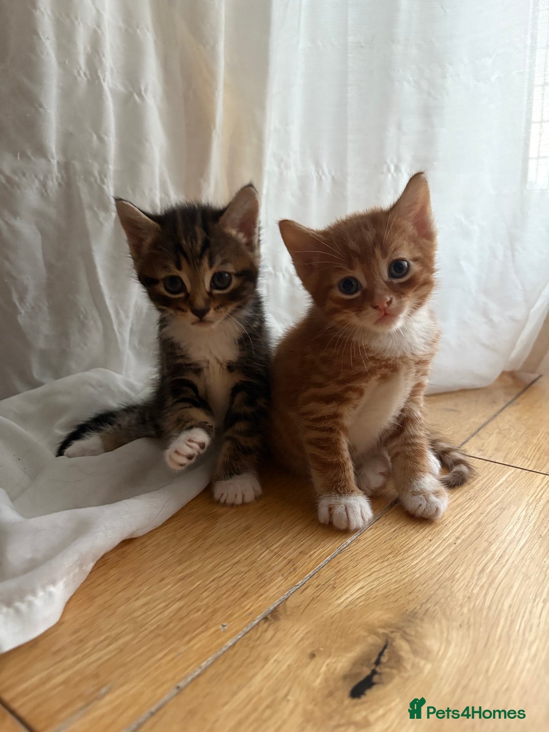 Bengal cats for sale: Adorable mixed breed kittens - Image 6