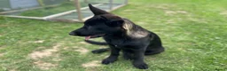 German Shepherd dogs for sale: Black Sable German Shepherd Puppy Ready Cornwall - Advert 18