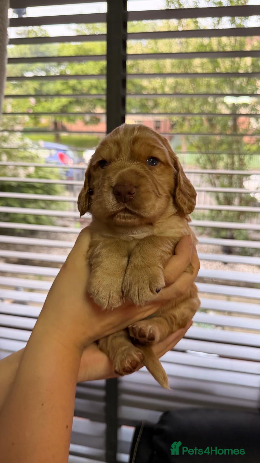 Cocker Spaniel dogs for sale: KC Reg Working Cocker Spaniel Pups ** 1 Boy Left** - Advert 22