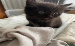 Domestic Shorthair cats for sale: 3 Kittys Available  - Image 2