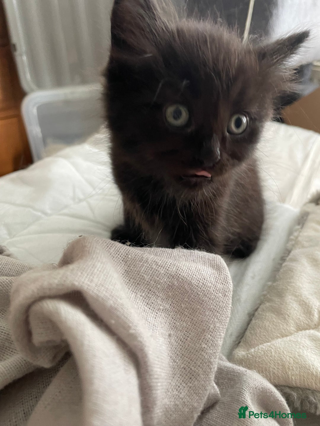 Domestic Shorthair cats for sale: 3 Kittys Available  - Image 2