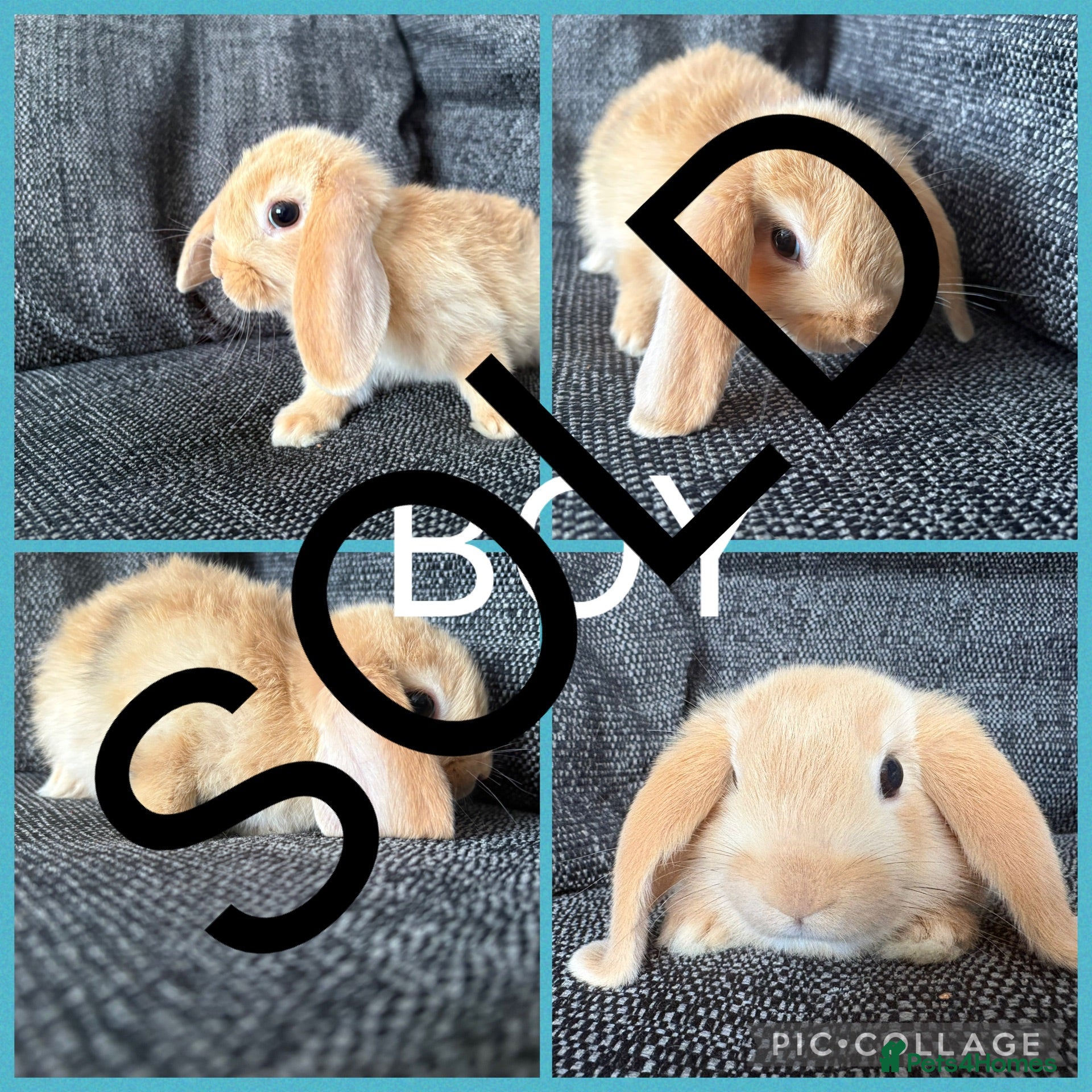 Mini Lion Lop rabbits Adorable Mini Lion Lop Babies waiting for you  - Advert 2