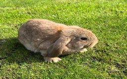 Mini Lop rabbits for sale: Mini lops , LionHead. READY NOW! 13th  - Image 13