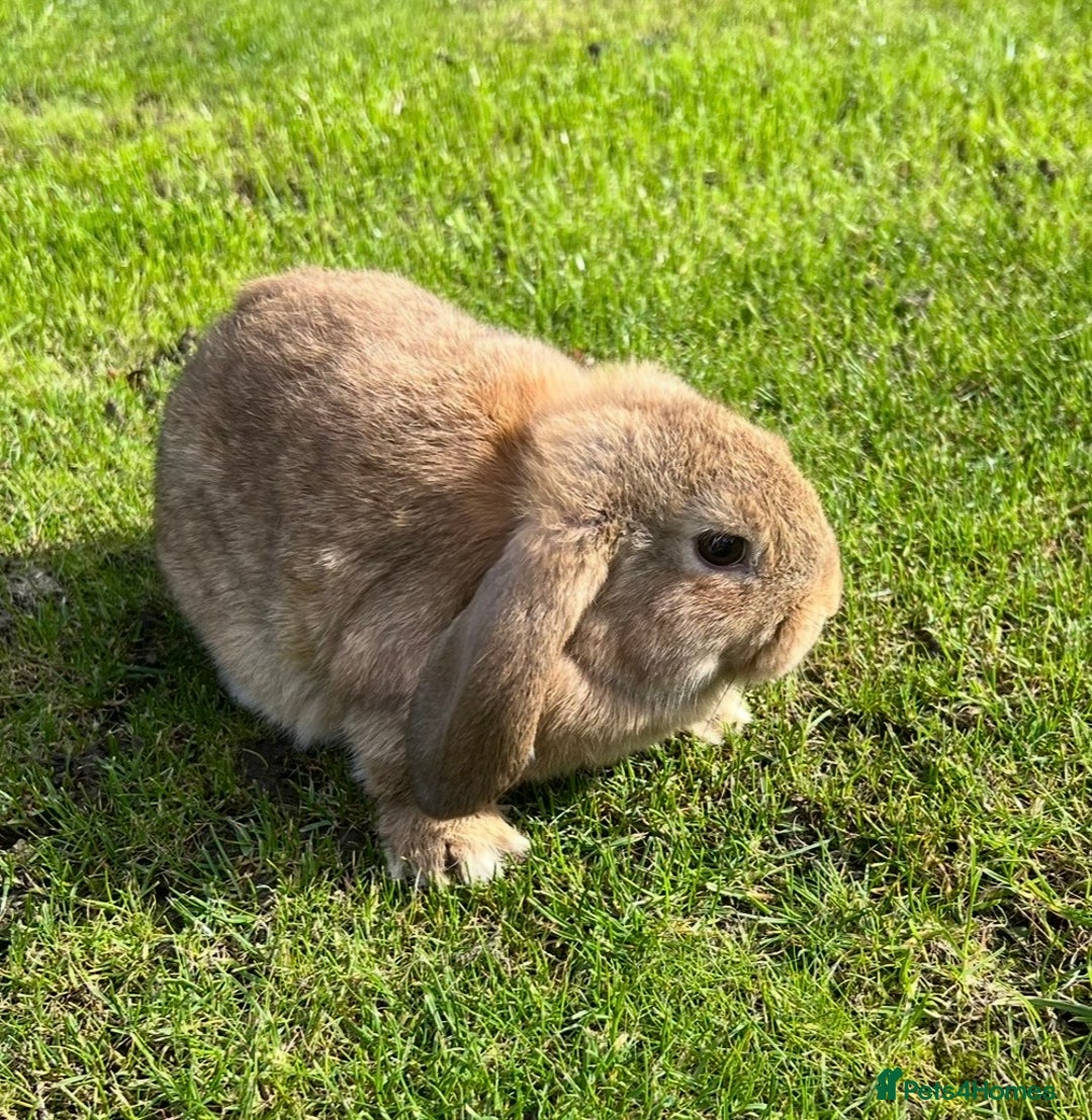 Mini Lop rabbits for sale: Mini lops , LionHead. READY NOW! 13th  - Image 13