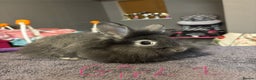 Lionhead rabbits for sale: Beautiful lionhead bunnies  - Advert 4