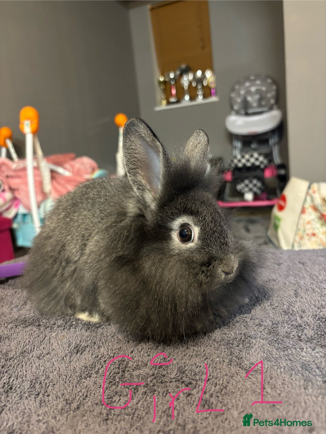 Lionhead rabbits for sale: Beautiful lionhead bunnies  - Advert 4