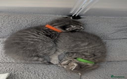 Mixed Breed cats for sale: Beautiful grey silver grey tabby kittens - Image 1