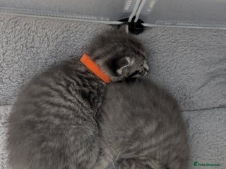 Mixed Breed cats for sale - Advert 1