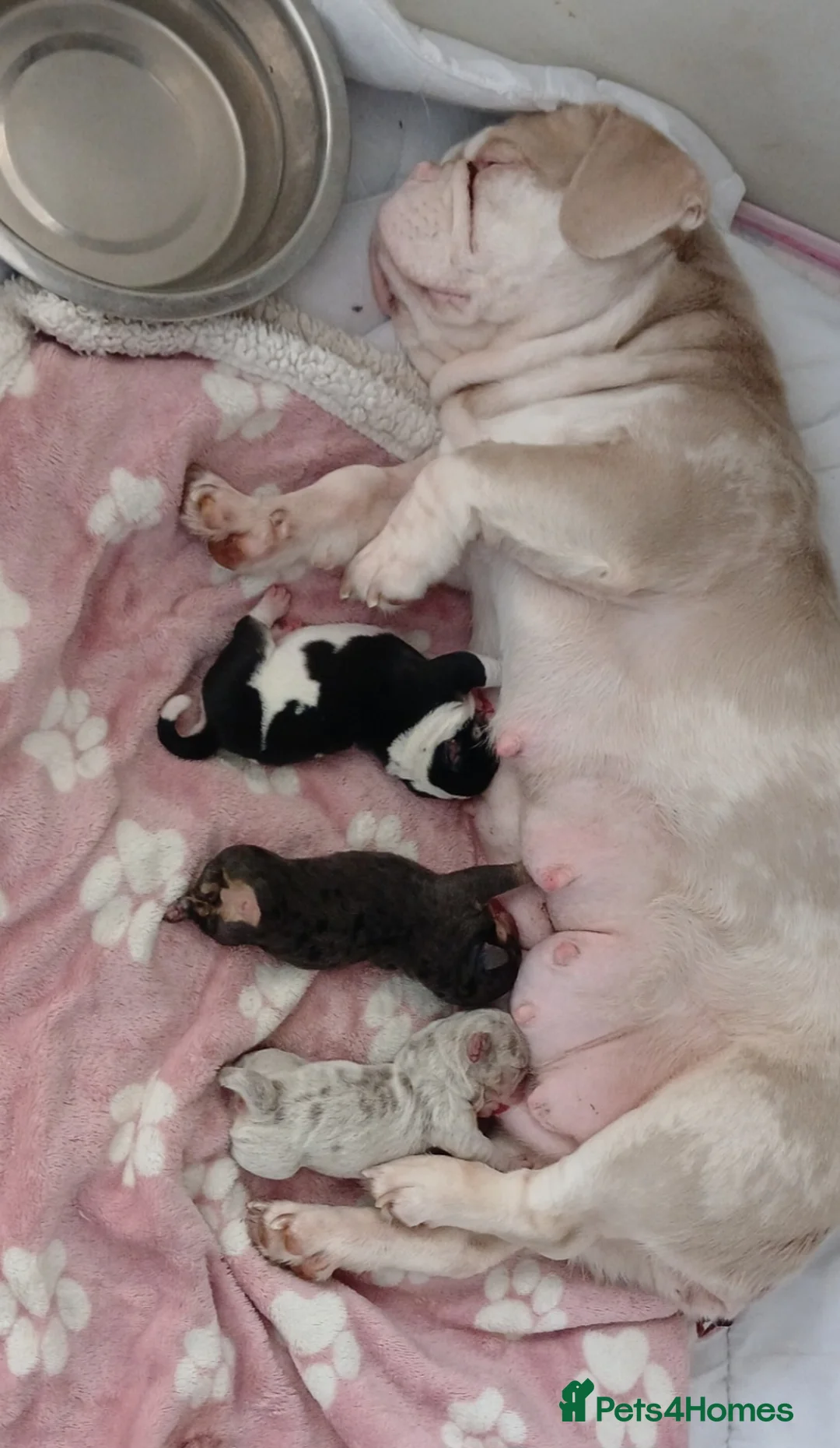 English Bulldog dogs for sale: Stunning Litter of Exotic English Bulldogs - Advert 2