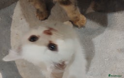 British Shorthair cats for sale: GCCF BSH female- vaccinated, microchipped. - Image 9