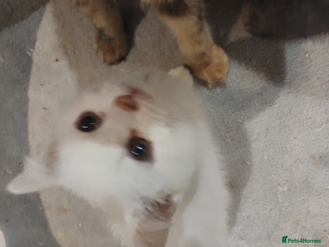 British Shorthair cats for sale: GCCF BSH female- vaccinated, microchipped. - Image 9