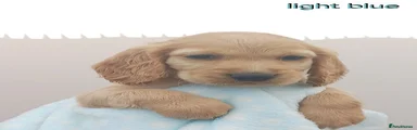 Cocker Spaniel 1