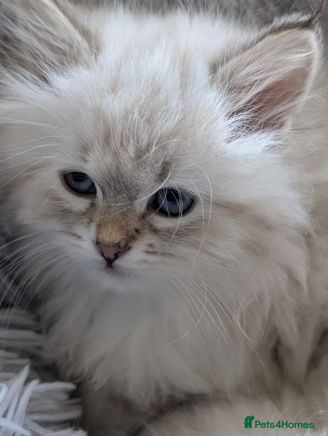 Neva Masquerade cats for sale: Kitty Siberian Neva Masguerade  - Advert 1