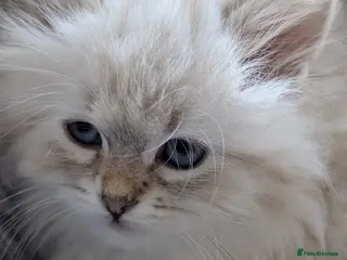 Neva Masquerade cats Kitty Siberian Neva Masguerade - Advert 9