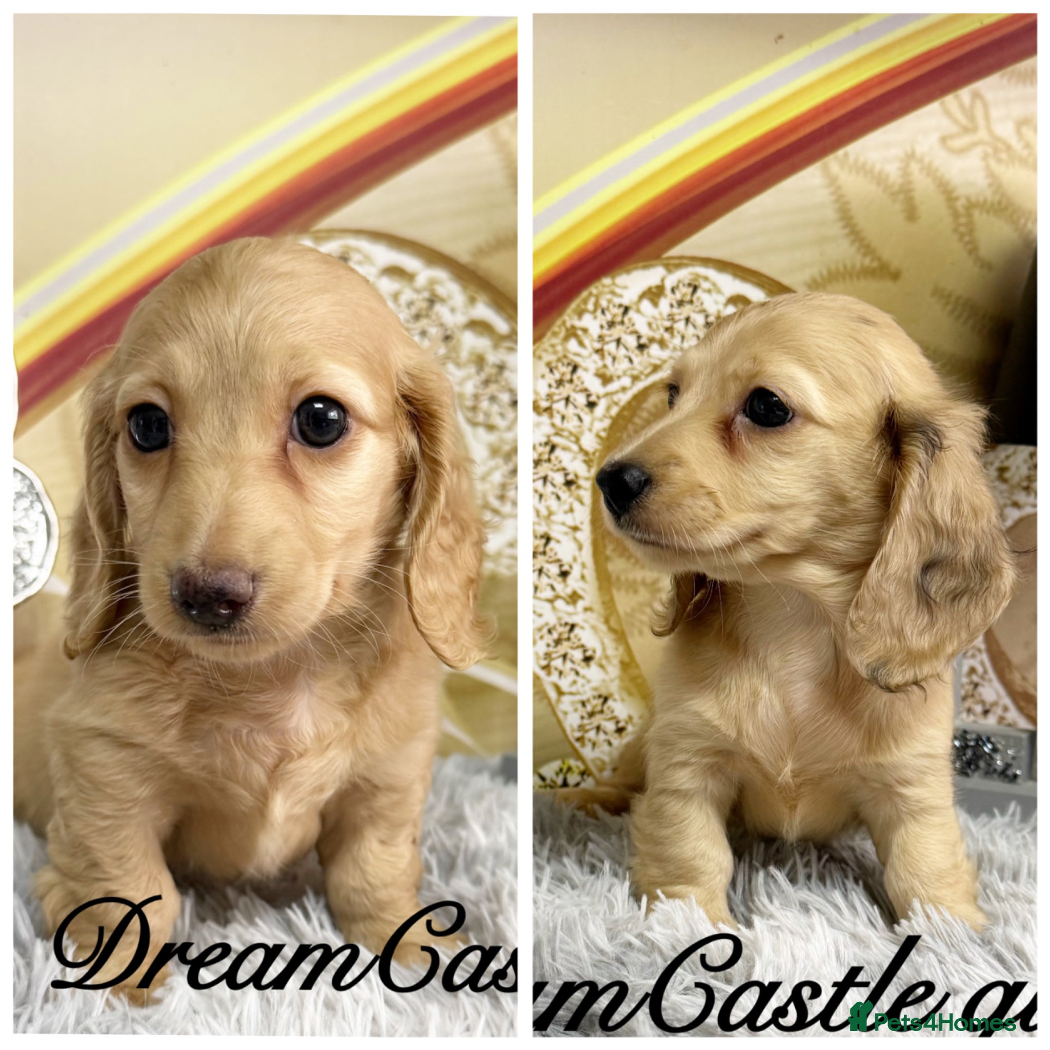 Miniature Dachshund dogs for sale: Ready to leave Kc long coat cream puppies  - Advert 1