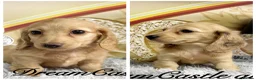 Miniature Dachshund dogs for sale: Ready to leave Kc long coat cream puppies  - Advert 1