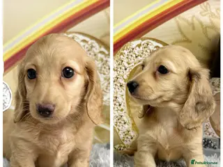 Miniature Dachshund dogs for sale: Ready to leave Kc long coat cream puppies - Advert 1
