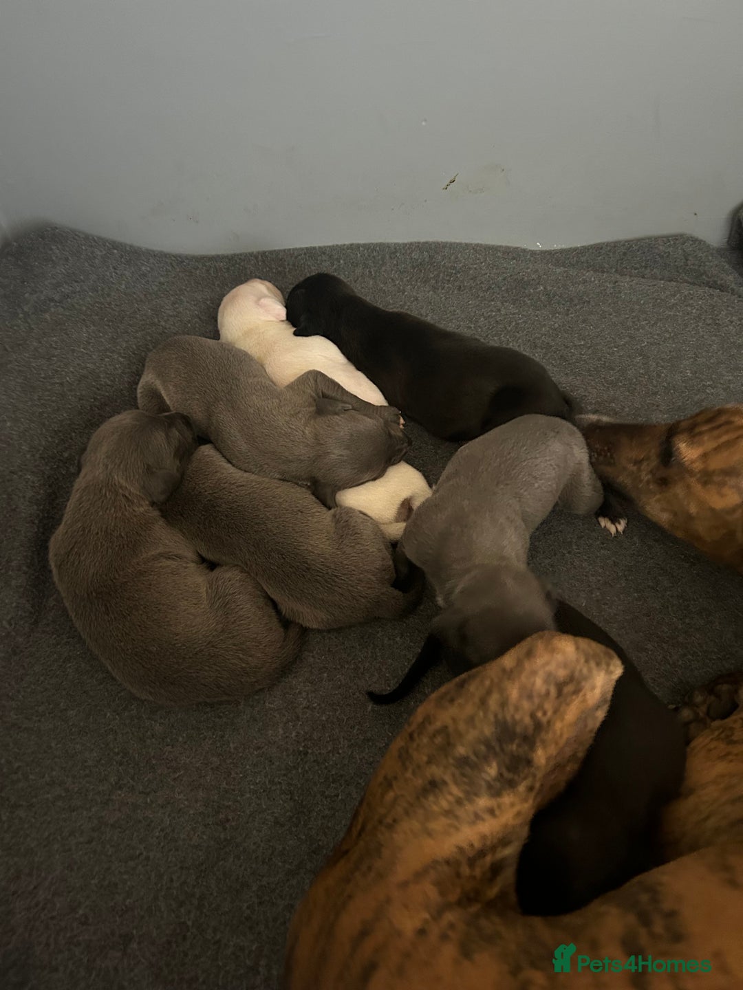 Whippet dogs for sale: Whippet pups - Image 4