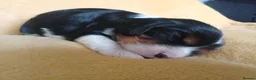 Cavalier King Charles Spaniel dogs for sale: Choc & Tan carriers - CKC Spaniel Puppies - Advert 27