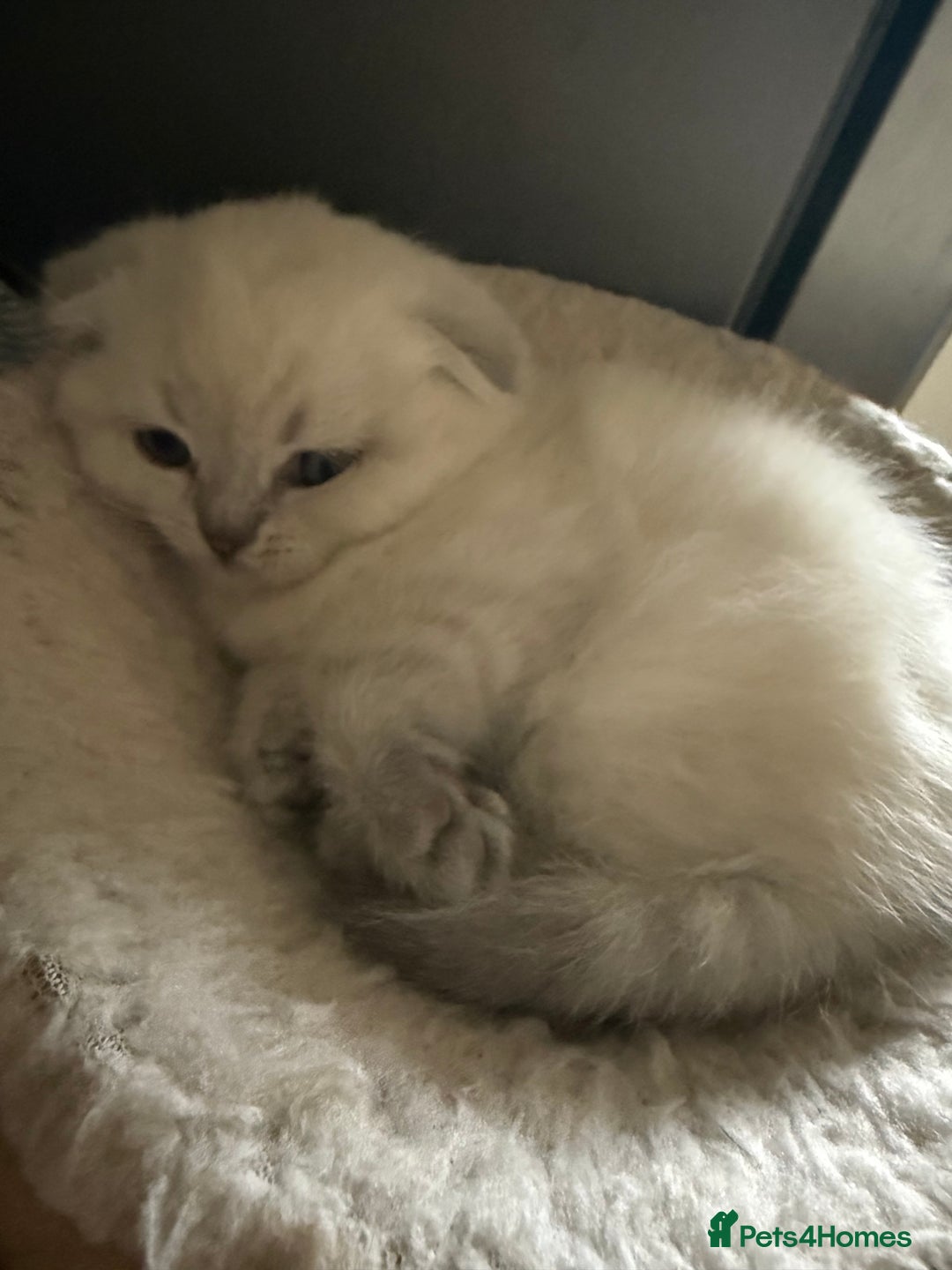 Scottish Fold cats for sale: Scottish fold&straight kittens ready for reservati - Advert 17