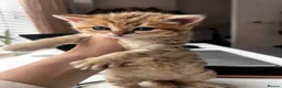 British Shorthair cats for sale: 🐾 4 BSH Kittens – White, Blue & Golden 🤍🩵💛 - Advert 12