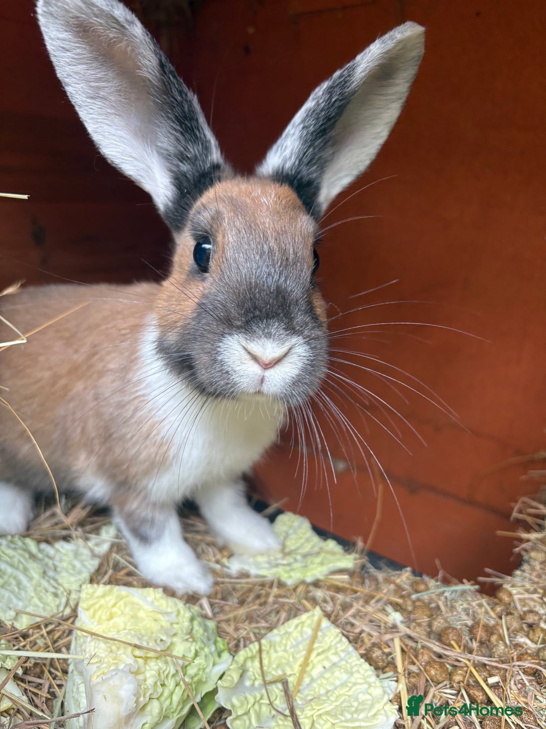 Mixed Breed rabbits for sale: 3 gorgeous rex cross-sold pending collection  - Image 7