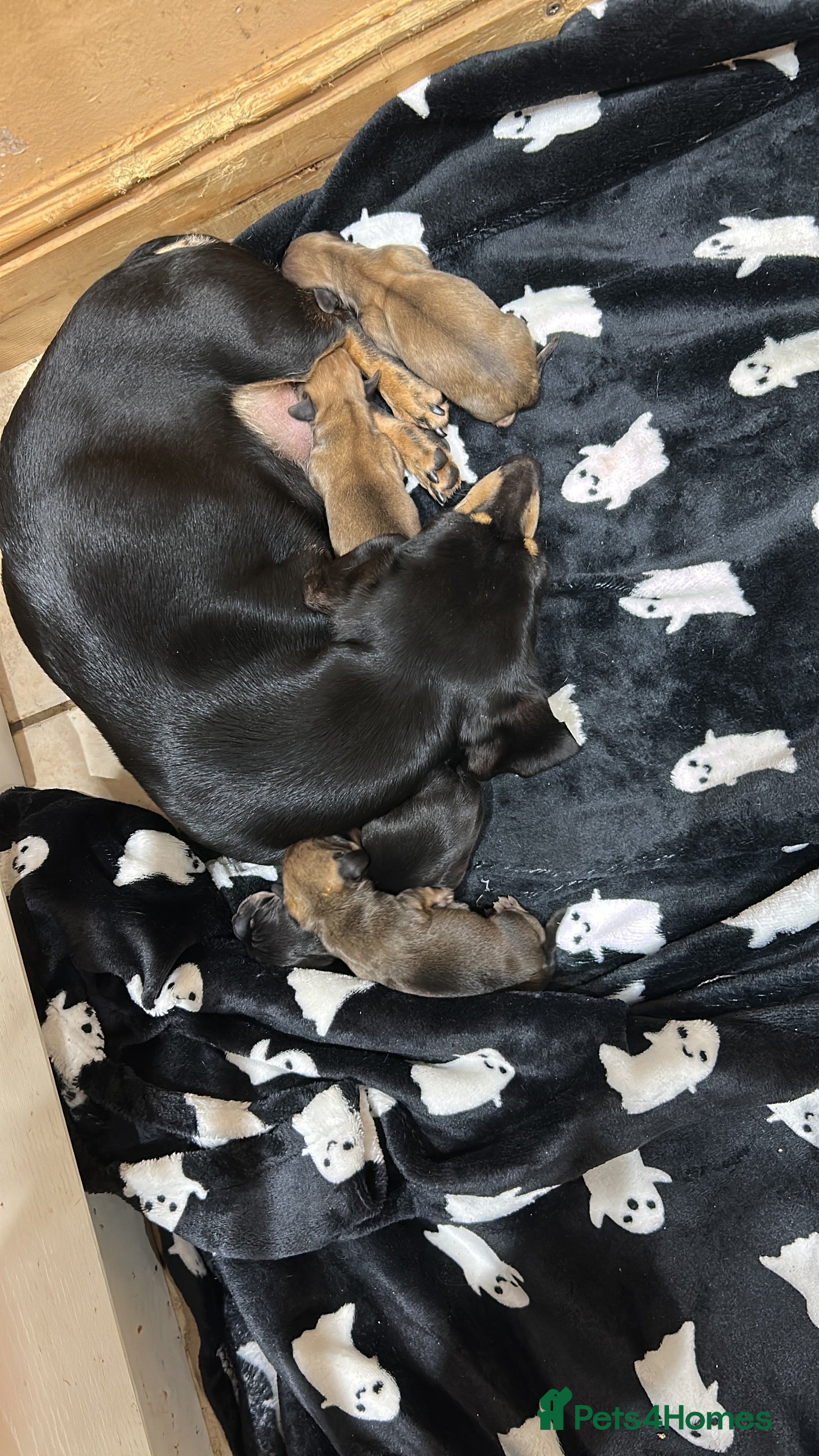 Miniature Dachshund dogs Miniature shaded cream dachshunds  - Advert 10