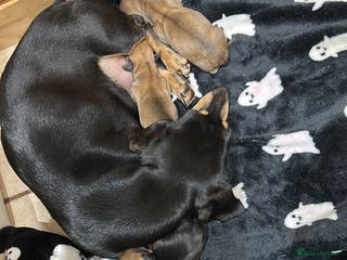 Miniature Dachshund dogs Miniature shaded cream dachshunds - Advert 7